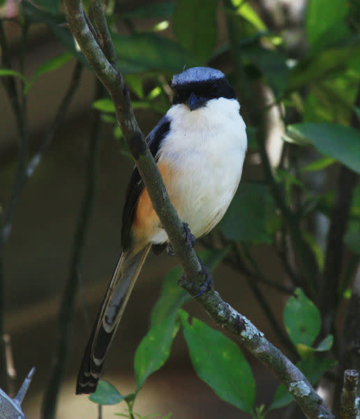 <b>Long-tailed Shrike:</b> Shrikes, also called “butcher-birds”, impale their prey, mostly insects and lizards, in thorny bushes to snack on them later. Marked out by a black band over the eyes -- like Zorro’s mask -- shrikes skillfully mimic the calls of other birds.