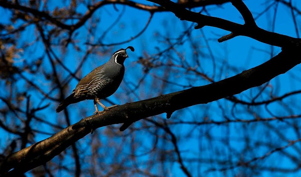 A California Quail balances on a charred tree branch early Monday morning following the previous days’ brush fire in Zintel Canyon in Kennewick.