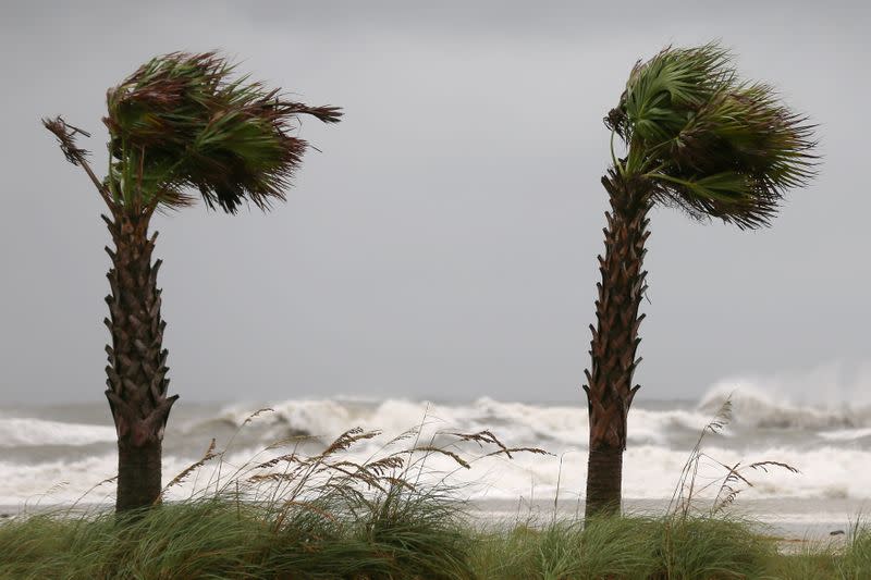 Palm trees sway in the wind as Hurricane Sally approaches in Gulf Shores