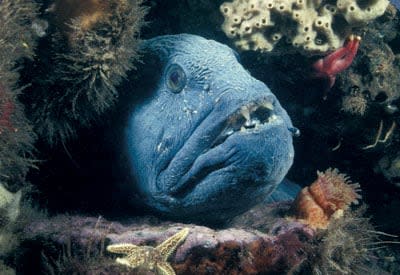 Little-known wolffish species, seen in this file photo from 2017, was examined as part of the study into Saint John's ocean ecosystem. 