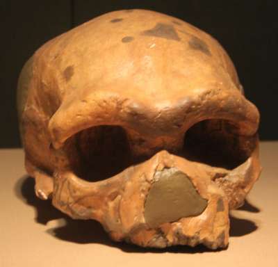 大荔人頭骨（Gary Todd@Wikipedia/CC0）