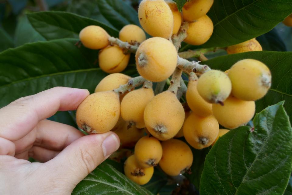 Some fruit plants that are well-adapted to local conditions are loquats, mulberries, persimmons, muscadine grapes and figs.