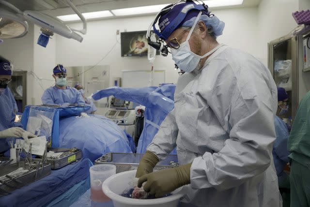 <p>Shelby Lum/AP Photo</p> Dr. Robert Montgomery, director of NYU Langone's transplant institute, prepares a pig kidney for transplant into a brain-dead man in New York on July 14, 2023.