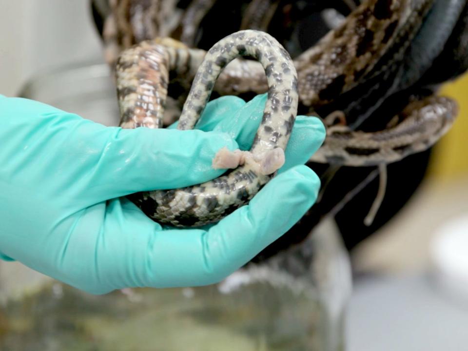 The hemipenis of an embalmed fox snake at Chicago's Field Museum.