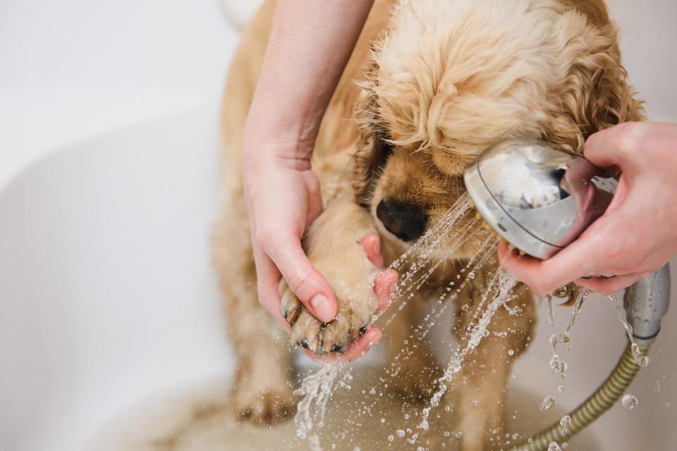 puppy getting bath