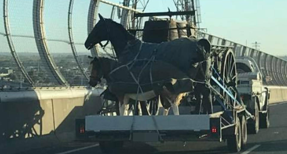 A woman snapped a photo of these horses on a trailer travelling along the Citilink Freeway in Melbourne on Thursday. Source: Facebook/ Michelle Pimpini