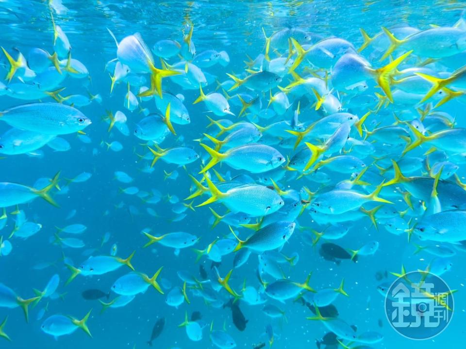 沒有親自下水一趟，很難想像這種色彩斑爛的熱帶魚「滿版」畫面是真實存在。