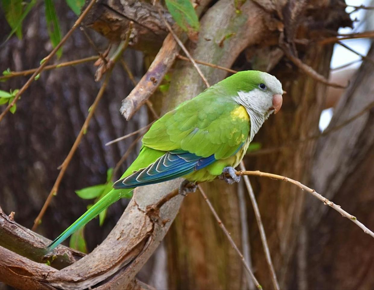 La cotorra argentina (Myiopsitta monachus) es originaria de América del Sur. El ser humano, al comprarla enjaulada y liberarla después, la ha extendido por numerosos países de América, Europa, Asia y África. <a href="https://upload.wikimedia.org/wikipedia/commons/thumb/8/8f/Lora_Myiopsitta_en_un_sauce_de_Uruguay.jpg/1024px-Lora_Myiopsitta_en_un_sauce_de_Uruguay.jpg" rel="nofollow noopener" target="_blank" data-ylk="slk:Life is strange2 / Wikimedia Commons;elm:context_link;itc:0;sec:content-canvas" class="link ">Life is strange2 / Wikimedia Commons</a>, <a href="http://creativecommons.org/licenses/by/4.0/" rel="nofollow noopener" target="_blank" data-ylk="slk:CC BY;elm:context_link;itc:0;sec:content-canvas" class="link ">CC BY</a>