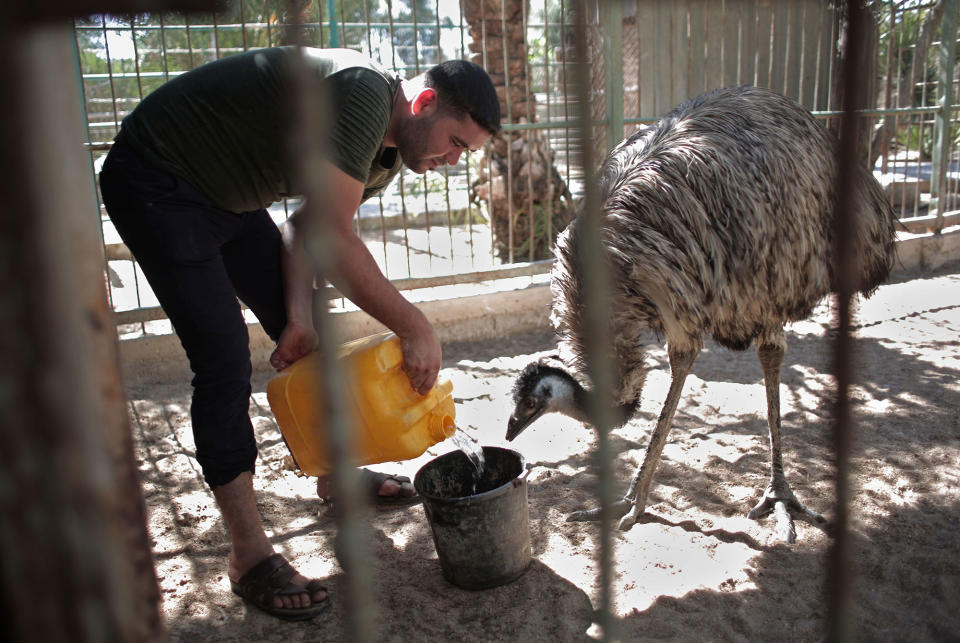 <p>A Palestinian man fills water for an Emu to drink inside a metal cage in a zoo in Khan Younis, southern Gaza Strip, Friday, Aug. 19, 2016. (AP Photo/ Khalil Hamra) </p>