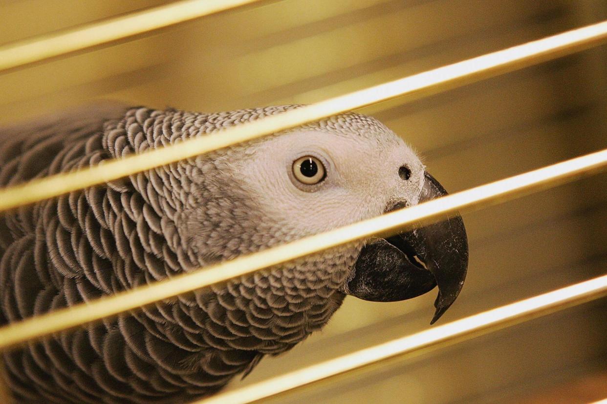 The parrot would reportedly insult the man as he played video games: Getty Images