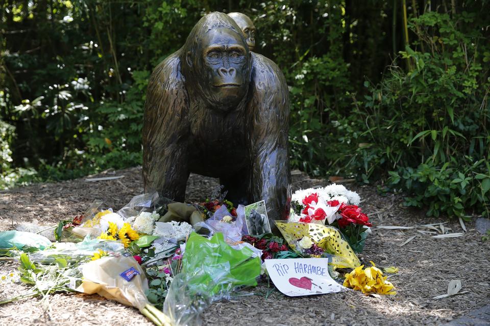 Flowers and other items were left in May 2016 at the Gorilla World exhibit for Harambe, the gorilla who was shot and killed after a 3-year-old boy fell into a shallow moat surrounding the Cincinnati Zoo's gorilla exhibit.