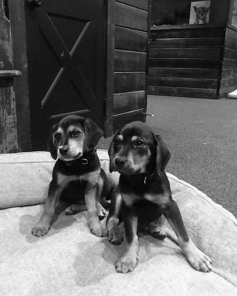 Miranda Lambert's rescue puppies, Smoke and Bandit