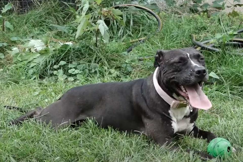 <p>13ONYOURSIDE/YouTube</p> A dog who broke the record for the longest stay at a Michigan shelter has finally been adopted.