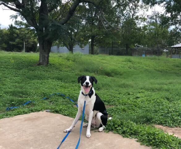 Blue is Laura Silveria’s service dog. He helped alert her that the kittens were alone and in danger during Tuesday’s severe thunderstorms. (Courtesy: Laura Silveria)