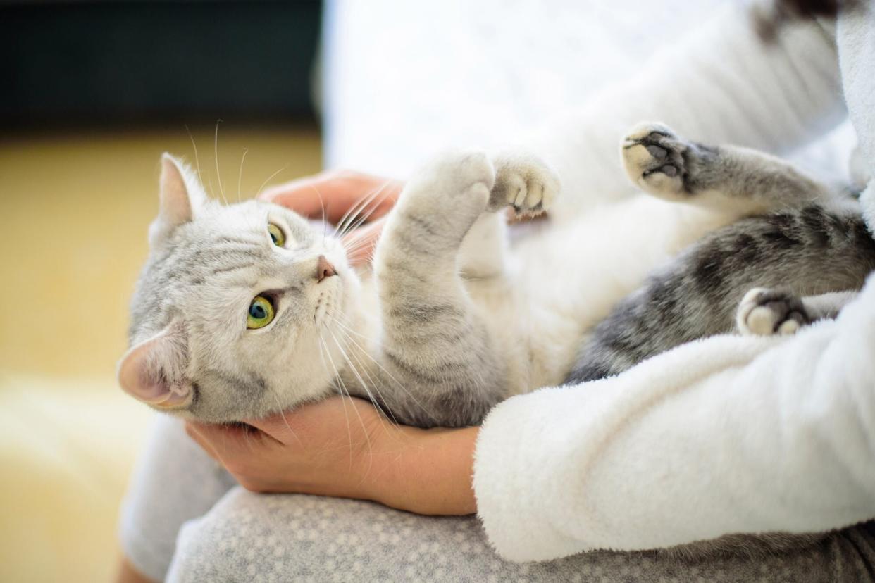 cat held in woman's lap