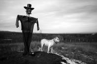 <p>“Hidden Scars”: Bamut, Chechnia, 2013. A scarecrow and his guard dog watch over the village of Bamut, which was always a rebel stronghold, and was the last village to fall to Russian forces. The entire village was leveled by the Russian military. Bamut is near the Chechen border with neighboring Ingushetia, which lies to the west of Chechnya. In April 2014, Chechen President Ramzan Kadyrov sent forces on a cross-border raid into Ingushetia. A few years previously, he sent forces on a similar raid into Dagestan, to the east. Kadyrov’s Pan-Caucasus ambitions are making his neighbors uneasy. (© Stanley Greene/Noor Images from “War Is Only Half the Story,” the Aftermath Project & Dewi Lewis Publishing) </p>