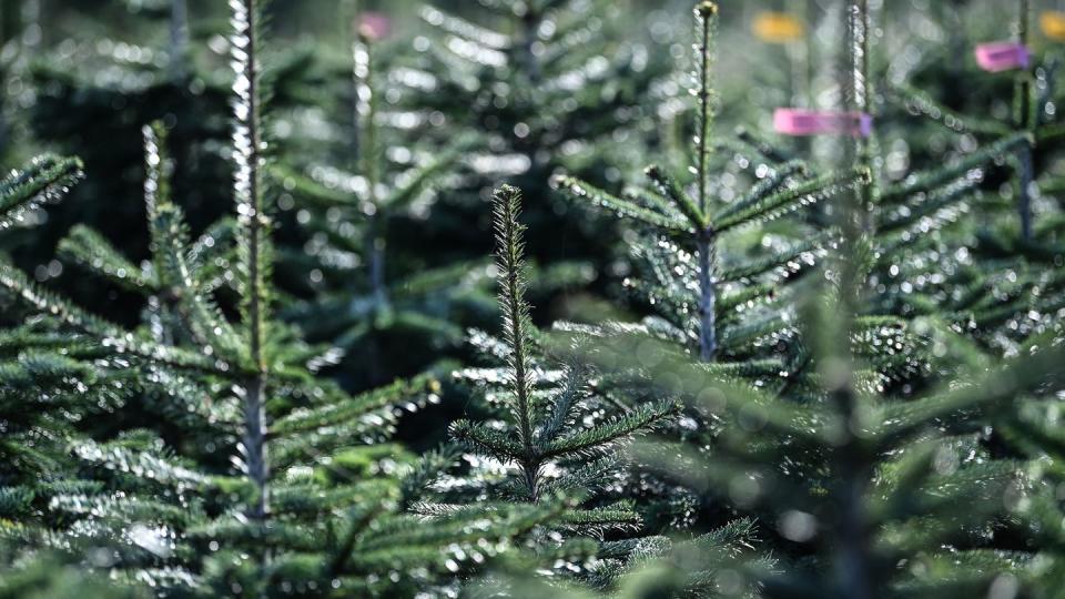 Weihnachtsbäume werden 2021 ähnlich viel kosten wie im Vorjahr. (Bild: dpa)