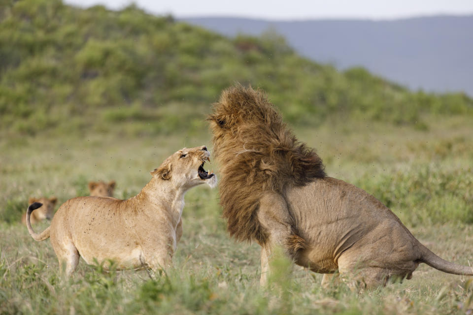 A lioness shows aggression towards the pride male.