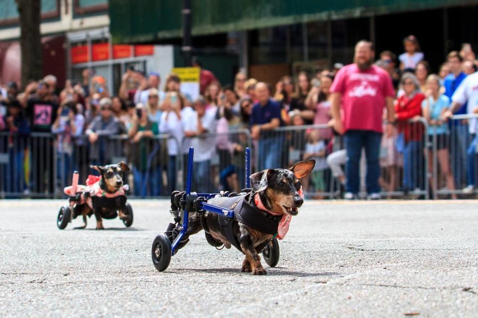 CLAY TEAGUE/FOR THE TELEGRAPH Macon, GA, 3/19/22 Hundreds gathered on Cherry Street Saturday for the Wiener Dog Race during the 40th annual Cherry Blossom Festival.