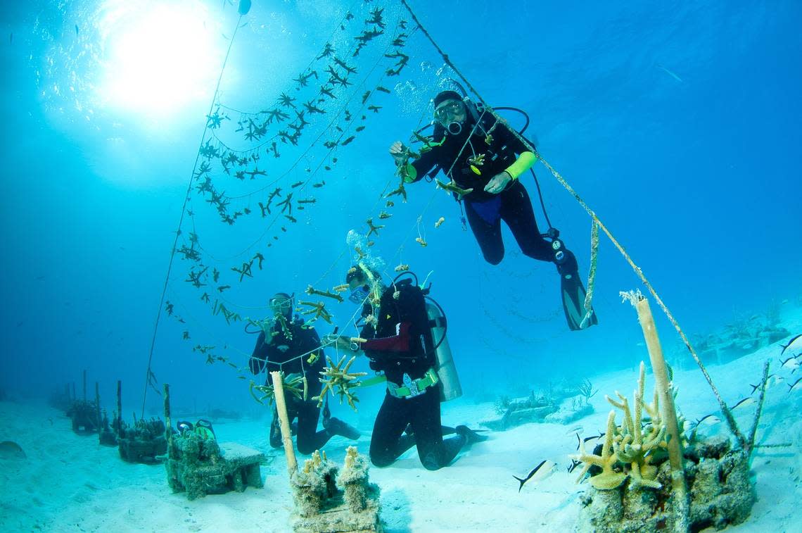 Researchers have begun growing coral in an undersea garden to transplant to declining reefs. In this file photo, Ken Nedimyer works with Leno David of The Nature Conservancy and Lauri Mac Laughlin of the Florida Keys National Marine Sanctuary in the staghorn coral nursery. (Photo by Tim Grollimund)