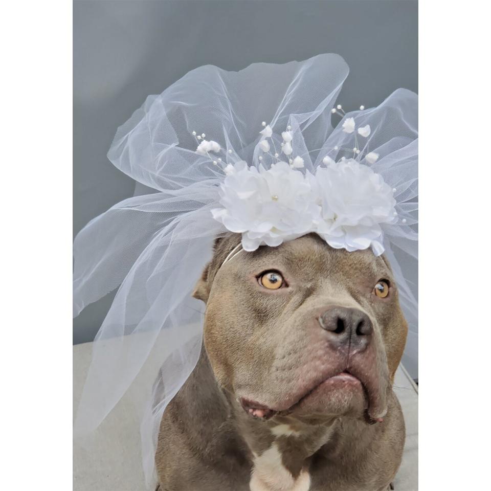 bridal veil for dogs