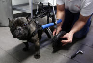 Marco van den Boom installs a wheel of a medical roll car for French bulldog Billy at the headquarters of 'Rehatechnik fuer Tiere' (medical engineering for animals). REUTERS/Ina Fassbender