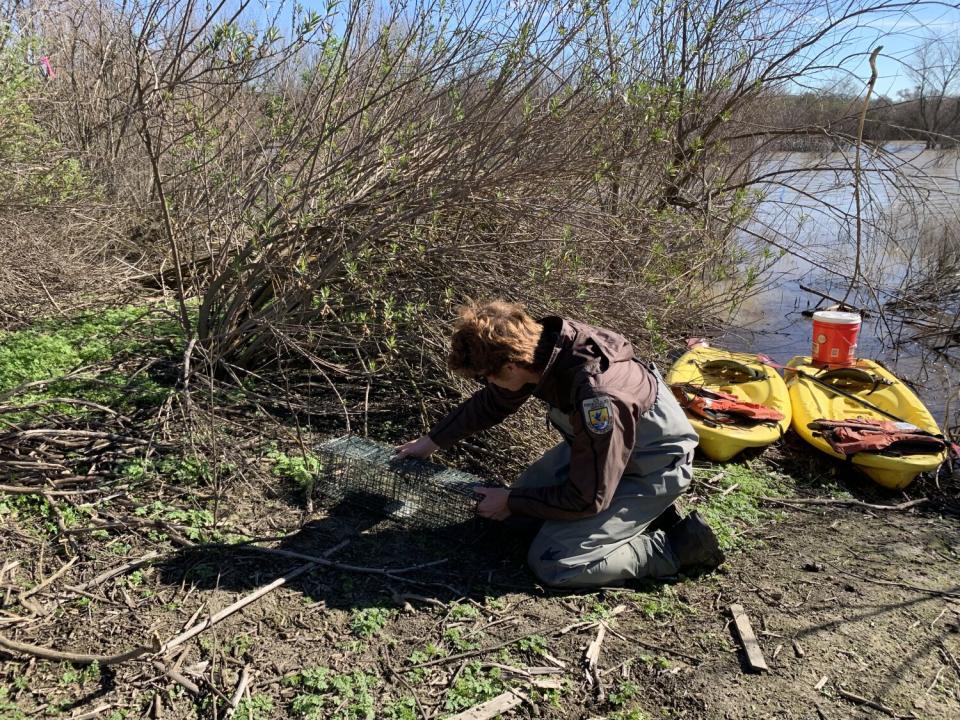 Biologist Josh Hengel sets a rabbit trap as part of flood rescue efforts.