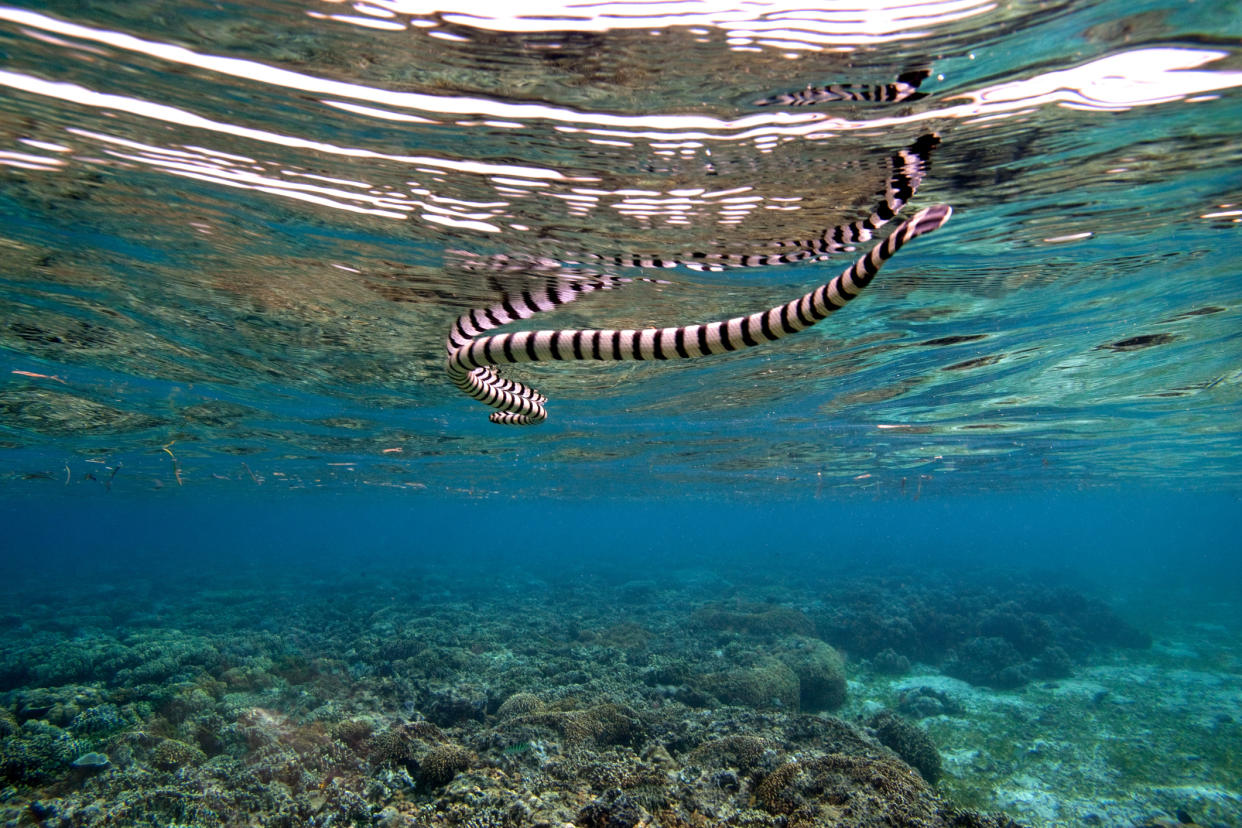 <em>Venomous – the 23-year-old man died after being bitten by a sea snake (Picture: Getty)</em>