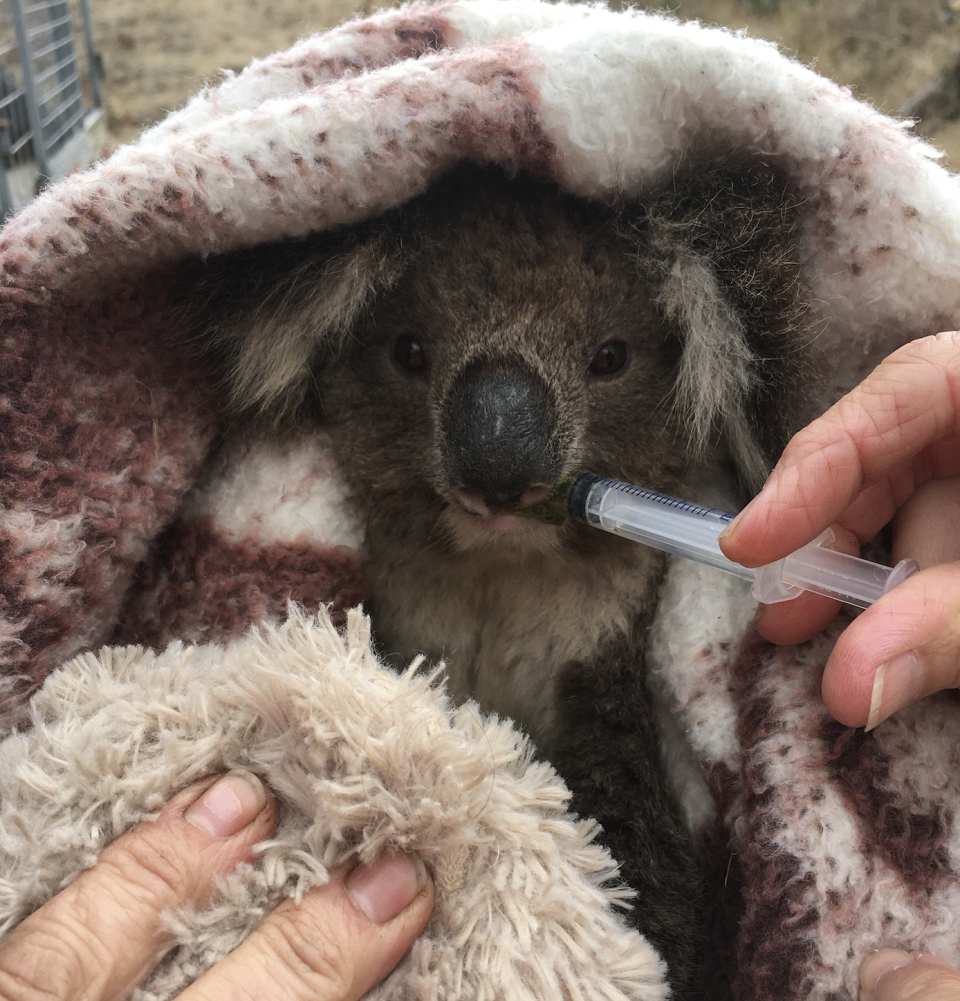 A koala is given fluids via a syringe. It is wrapped up in a blanket.