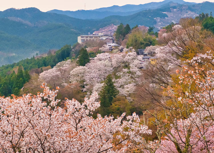 200種3萬株的奇蹟絕景。