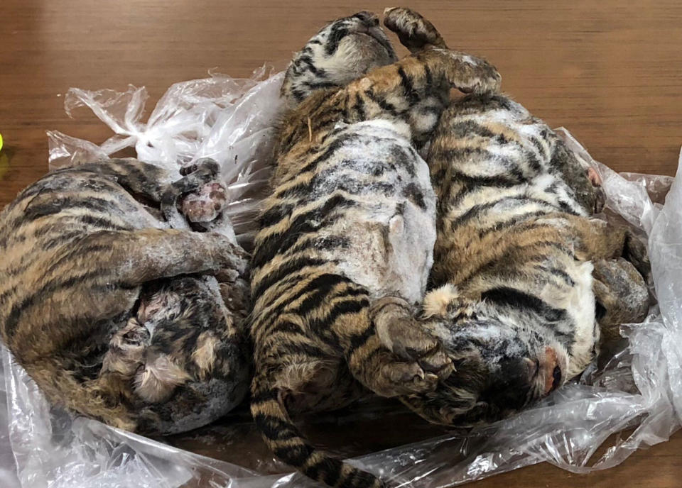 Three dead, frozen tigers are seen. They were found in a car in Hanoi leading to the arrest of three people accused of smuggling. 