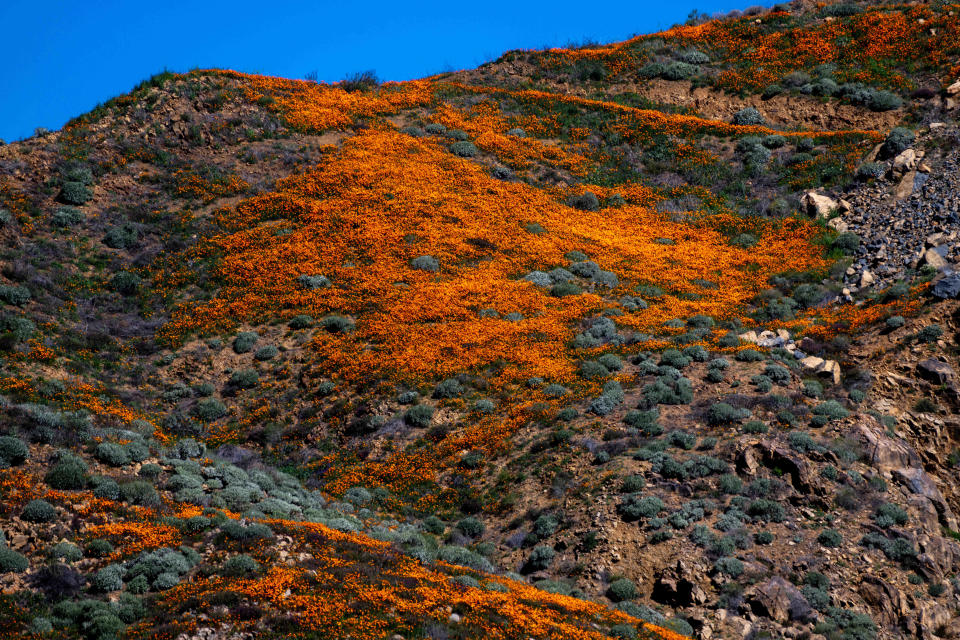 California poppies bloom at Walker Canyon in Lake Elsinore on Tuesday, Feb. 7, 2023. Lake Elsinore officials announced that the popular poppy fields at Walker Canyon will be closed until the wildflower bloom has subsided. / Credit: Watchara Phomicinda/MediaNews Group/The Press-Enterprise via Getty Images