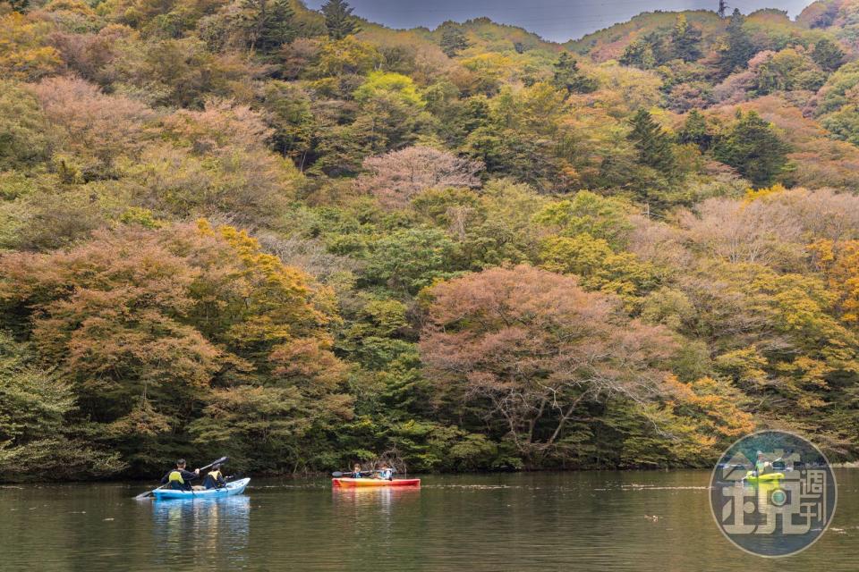 在板室水壩湖邊划獨木舟，欣賞今年見到的第一抹楓葉美景。