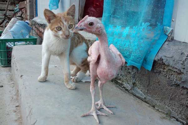 Featherless chicken