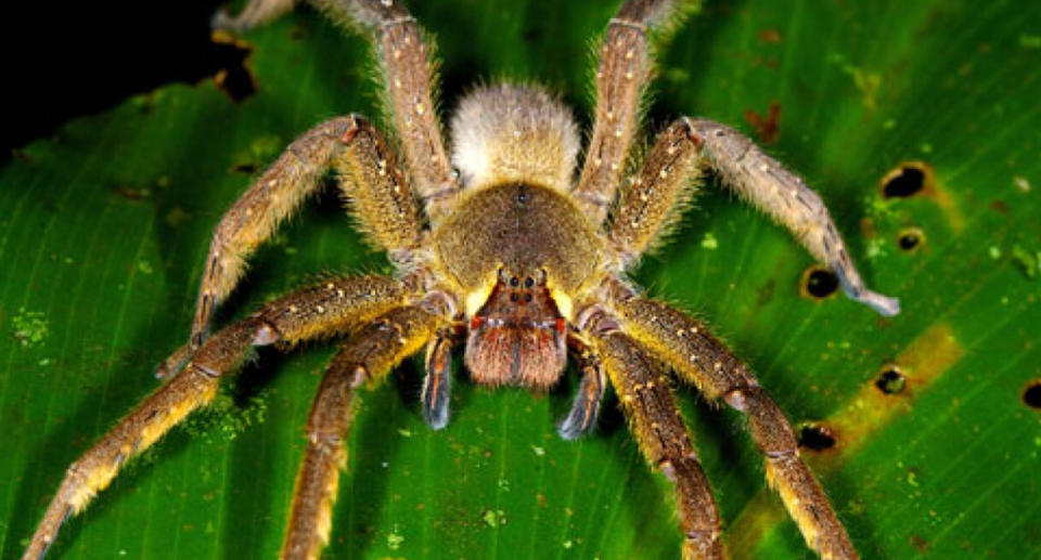 A Brazilian wandering spider.