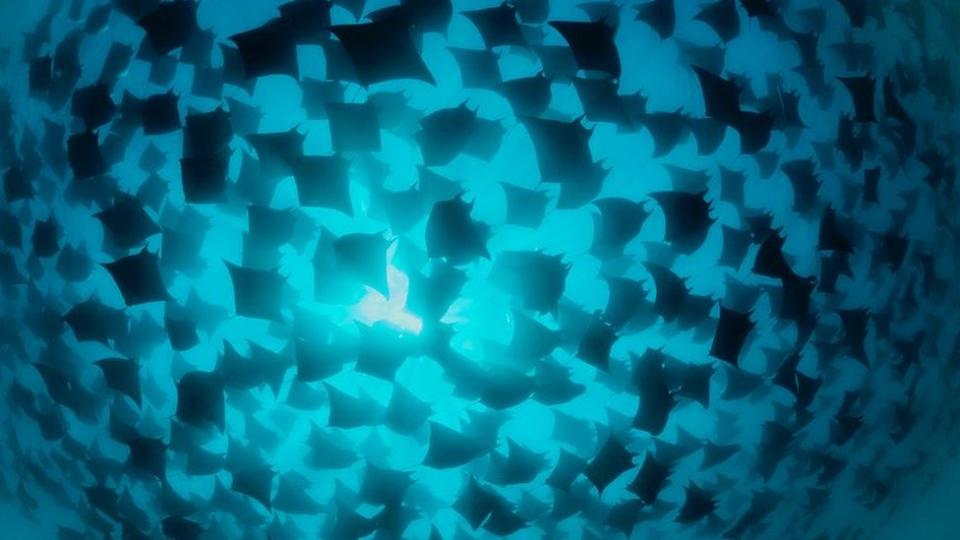 A group of fish swimming together