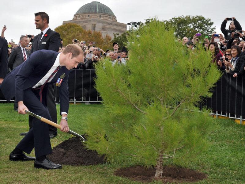 Prinz William pflanzt einen Baum. Foto: Mark Graham