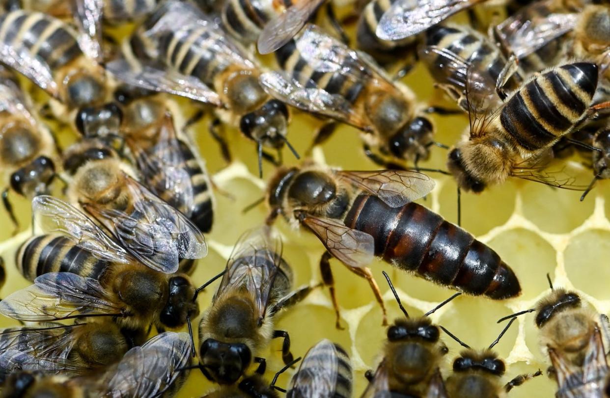 The queen, on the right with a larger, darker body, is bigger than the worker bees in the colony and lives several times longer. <a href="https://www.gettyimages.com/detail/news-photo/bees-from-a-bee-colony-with-a-queen-are-seen-on-a-honeycomb-news-photo/1233050929" rel="nofollow noopener" target="_blank" data-ylk="slk:Jens Kalaene/picture alliance via Getty Images;elm:context_link;itc:0;sec:content-canvas" class="link ">Jens Kalaene/picture alliance via Getty Images</a>