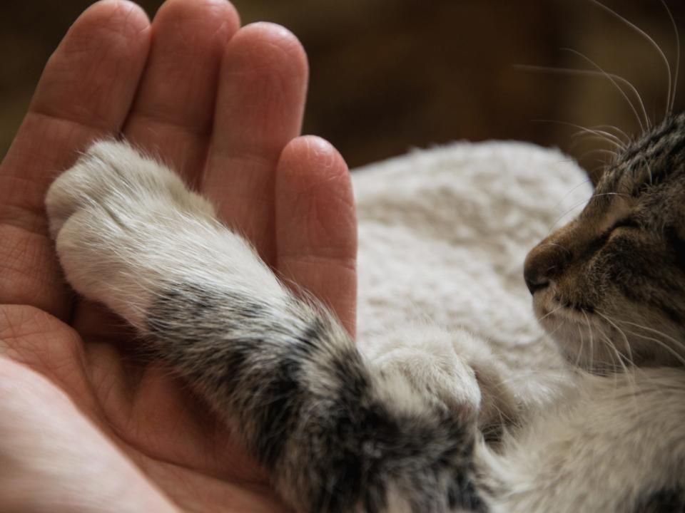 introduce_cat_to_nail_trimming_Getty_Images_.jpg