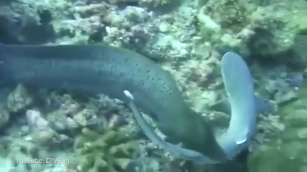 Eel swallowing whole shark captured on video