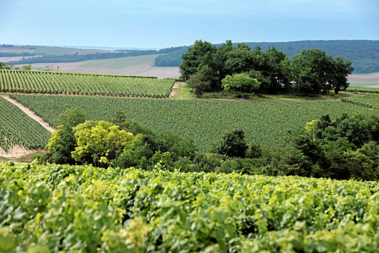 La Bourgogne produit des crémants, à base de chardonnay et de pinot noir principalement, dont la qualité ne cesse de s'améliorer.  - Credit:MICHEL LABELLE