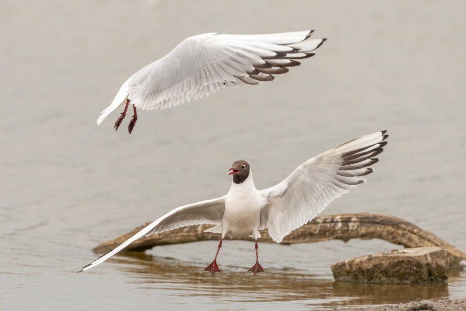 Comedy Wildlife Photography Awards 2022