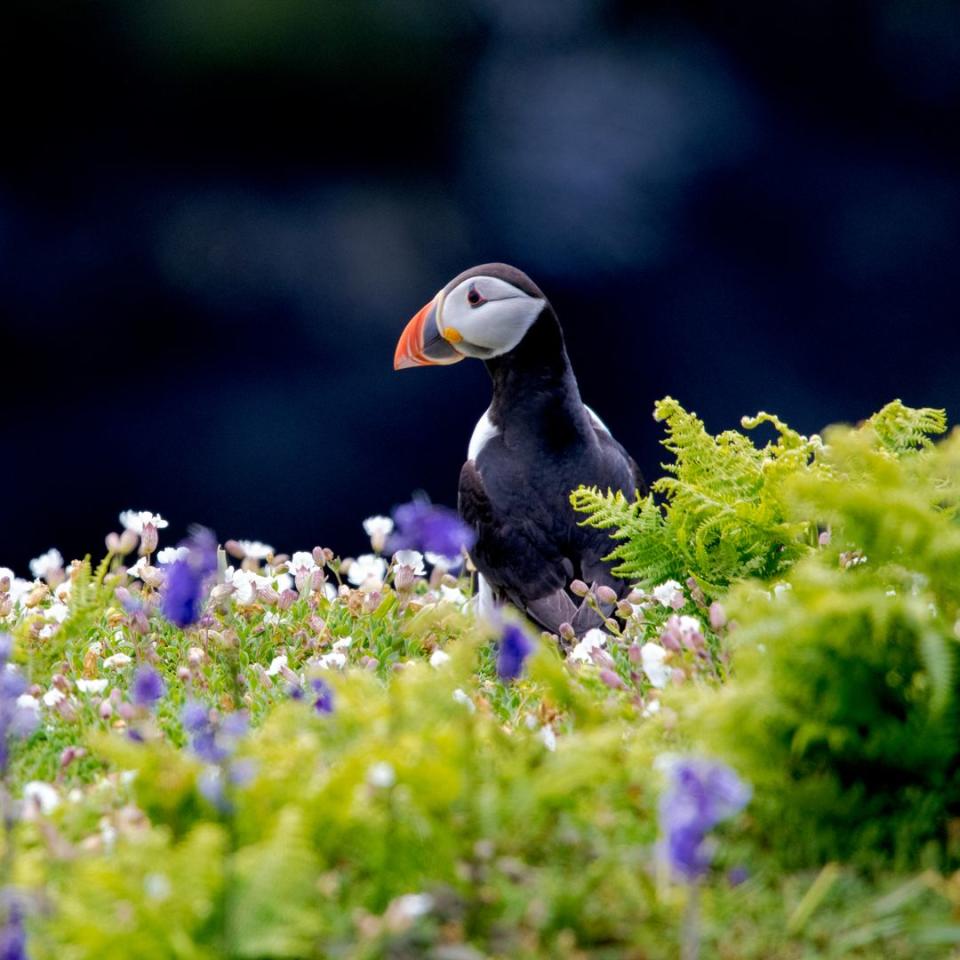 I retraced David Attenborough’s footsteps by puffin spotting in Pembrokeshire