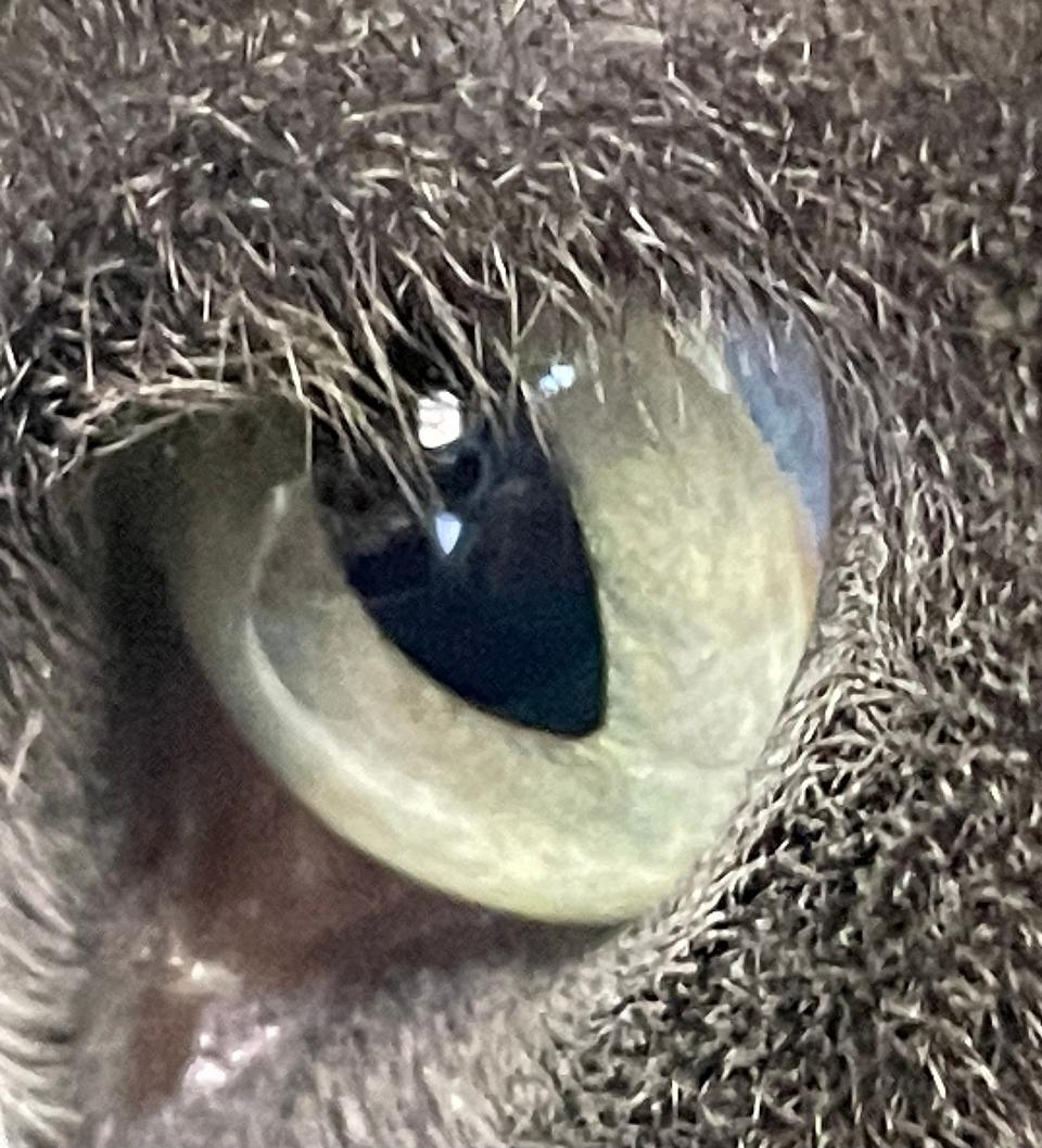Colleen Keenan of Stockton used an Apple iPhone 12 Mini to photograph her cat Princess Leia's eye at her home.