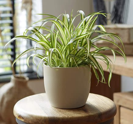 This non-toxic Spider Plant
