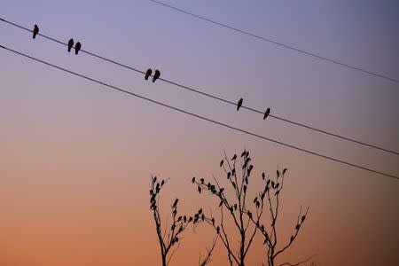 Australian native birds called Galahs perch on power lines and dead trees, at sunset in the outback town of Stonehenge in Queensland, Australia, August 12, 2017. REUTERS/David Gray