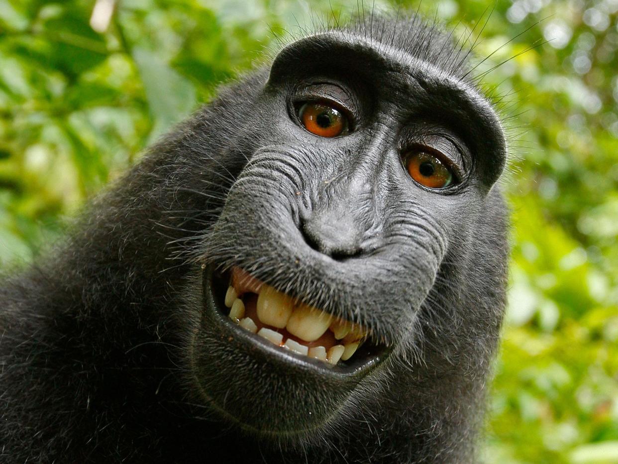 The famous grinning selfie taken by Naruto: David J Slater/Caters News Agency