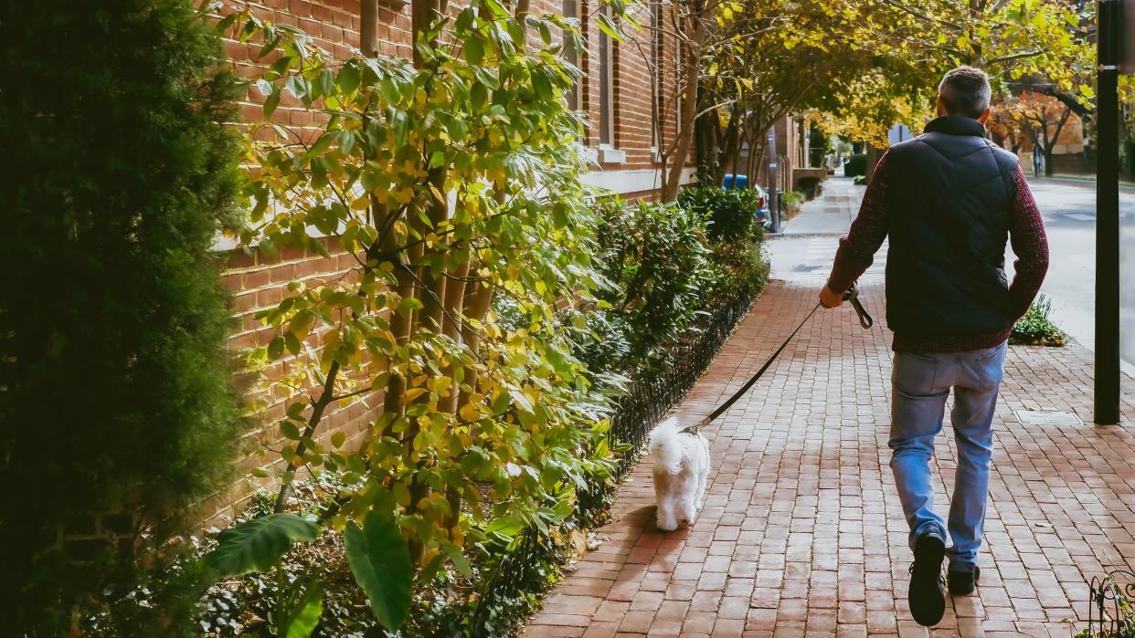  Dog pulling on a leash 