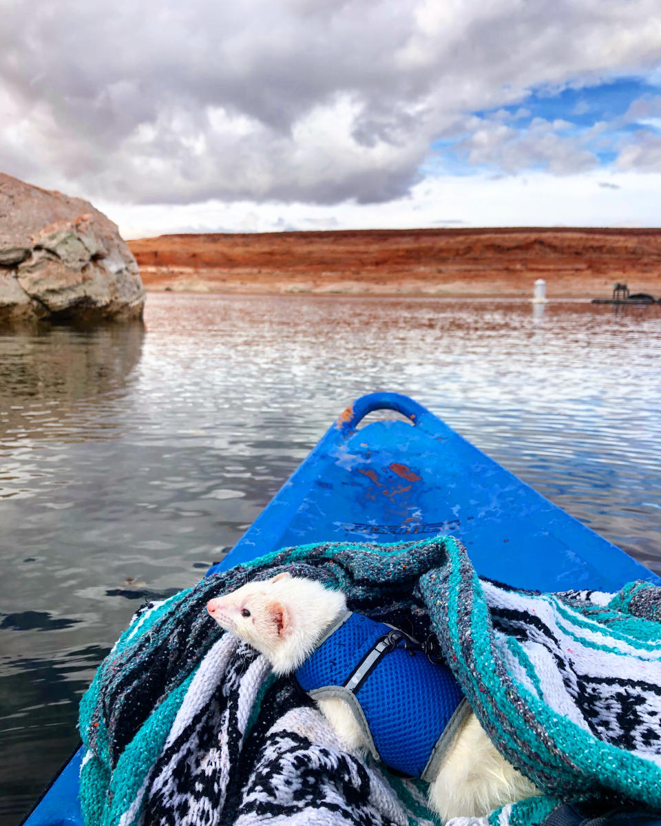 Oliver the Hiking Ferret kayaks in Arizona. (Lauren Smith)