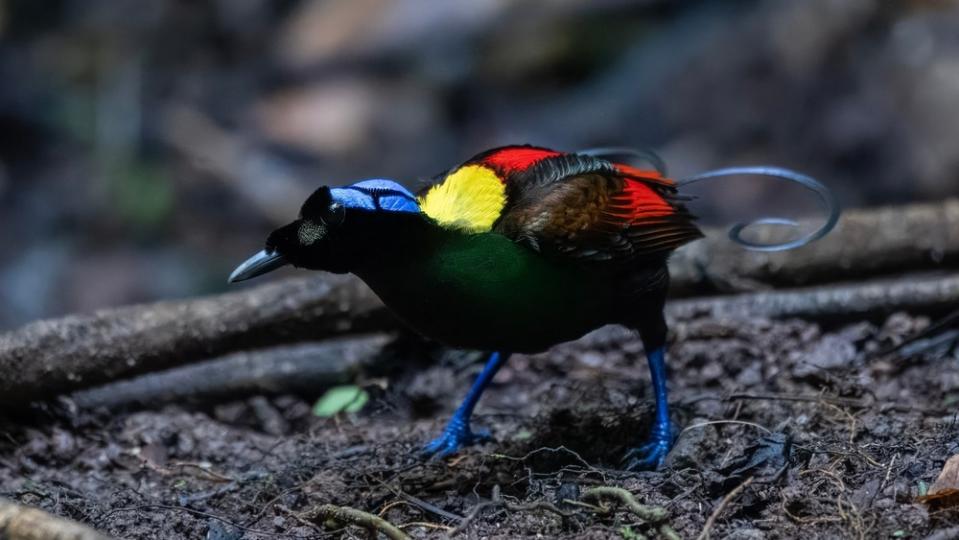 Wilson's bird of paradise